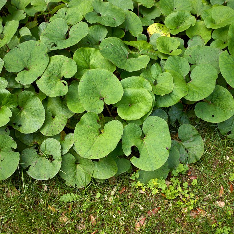 Petasites fragrans  (Foliage)