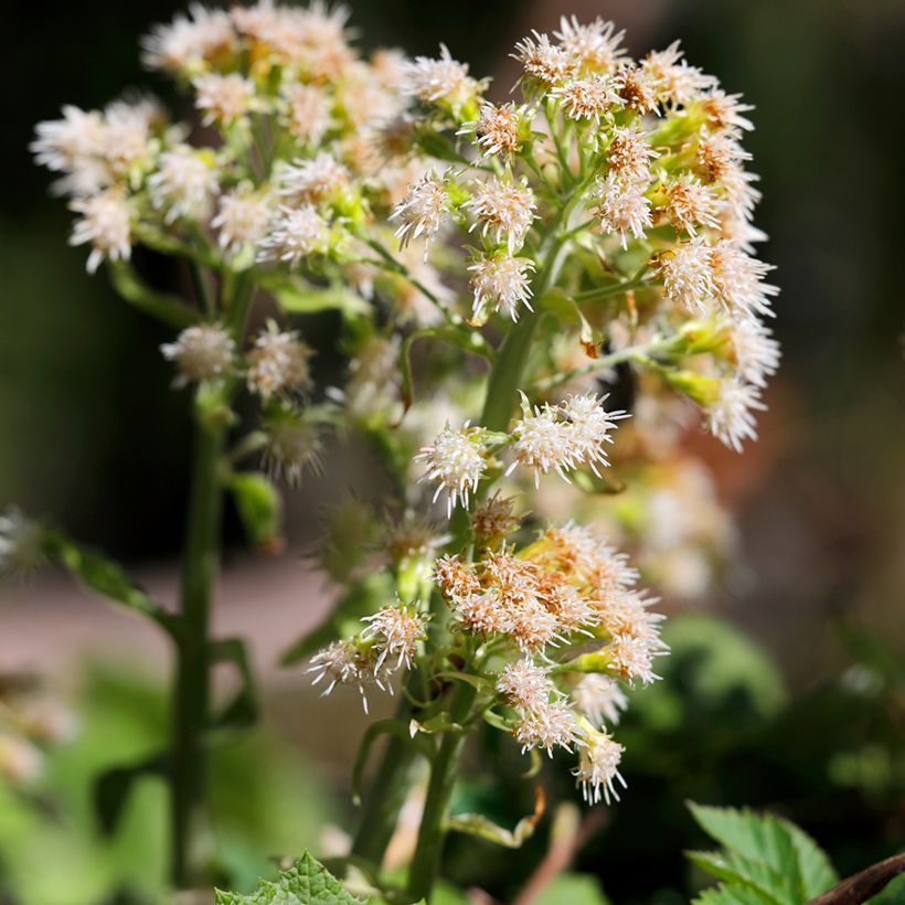 Petasites hybridus  (Flowering)