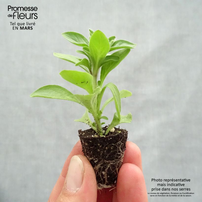 Petunia Mambo Mix Plug plant 1.5/2.5 cm sample as delivered in spring