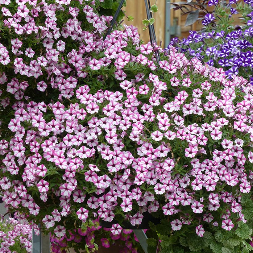 Petunia Pink Star (Flowering)