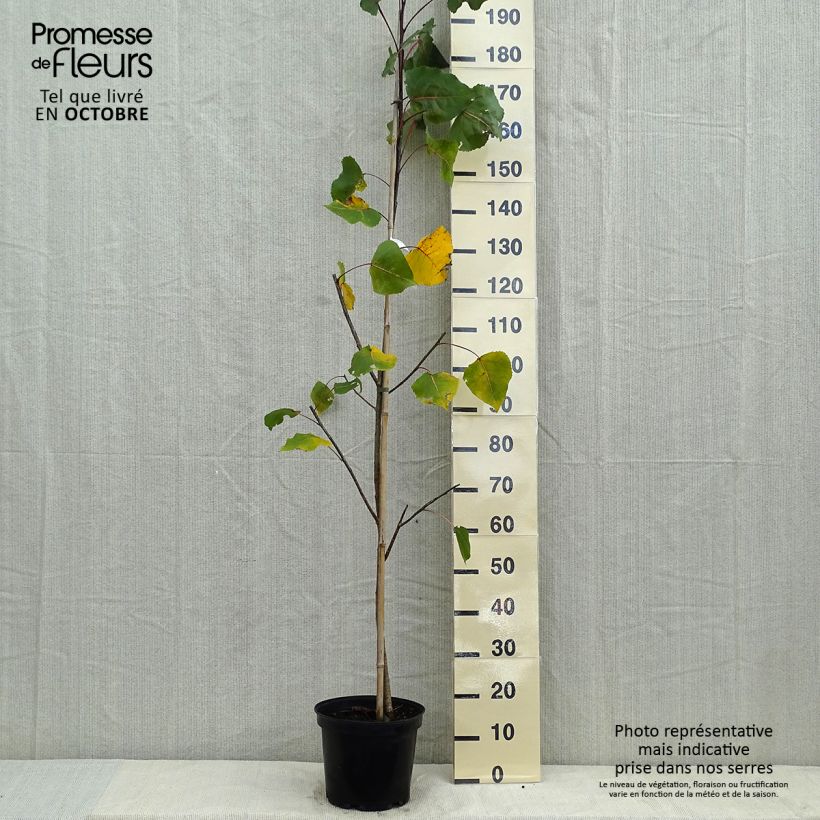 Peuplier pourpre - Populus deltoides Purple Tower Pot de 7,5L/10L sample as delivered in autumn