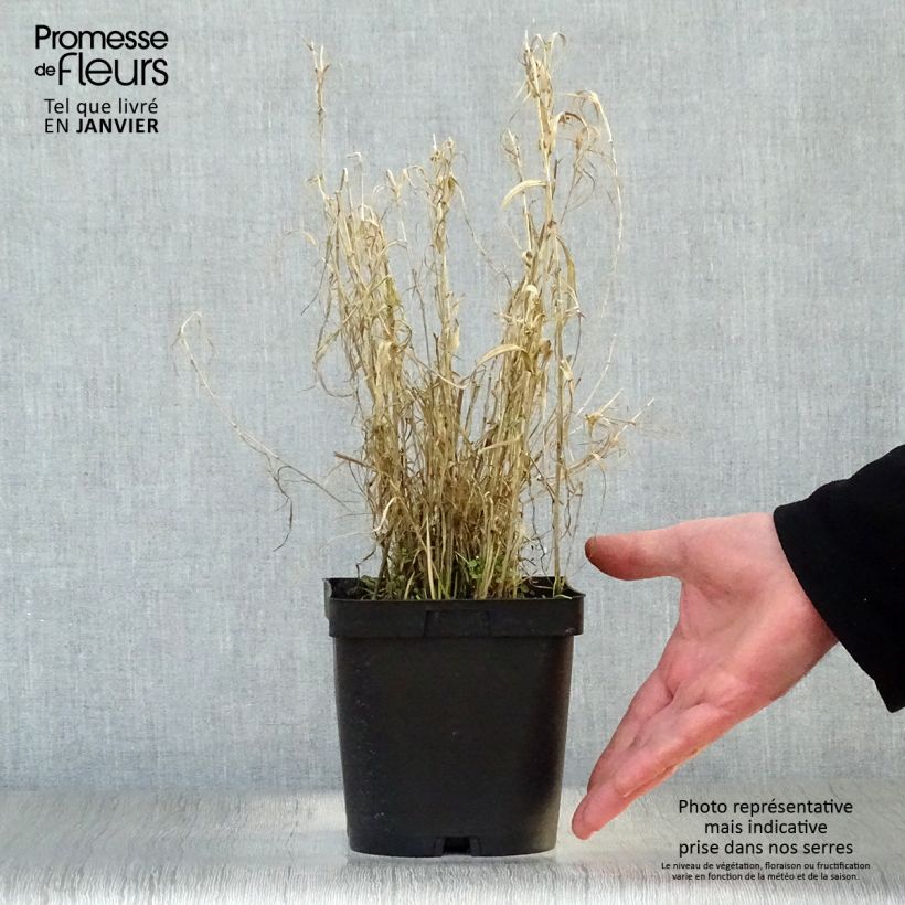 Phalaris arundinacea Picta - Alpiste faux-roseau en pot de 2/3 litres sample as delivered in winter