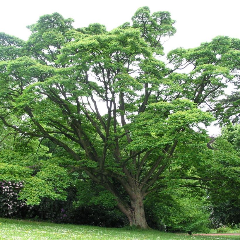 Phellodendron amurense (Plant habit)