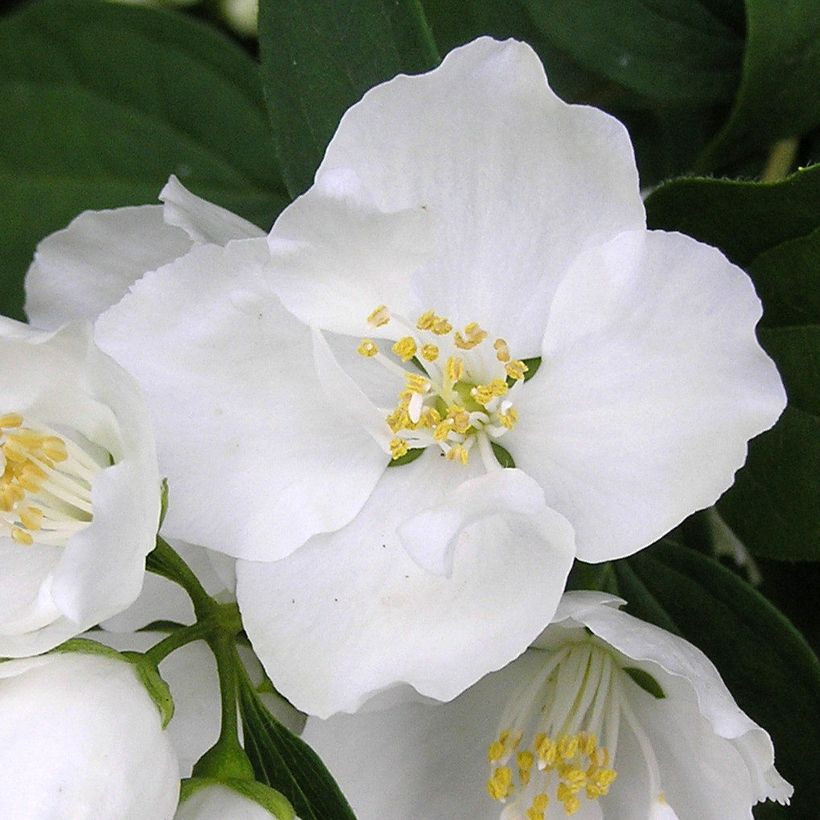 Philadelphus Bouquet Blanc - Mock Orange (Flowering)