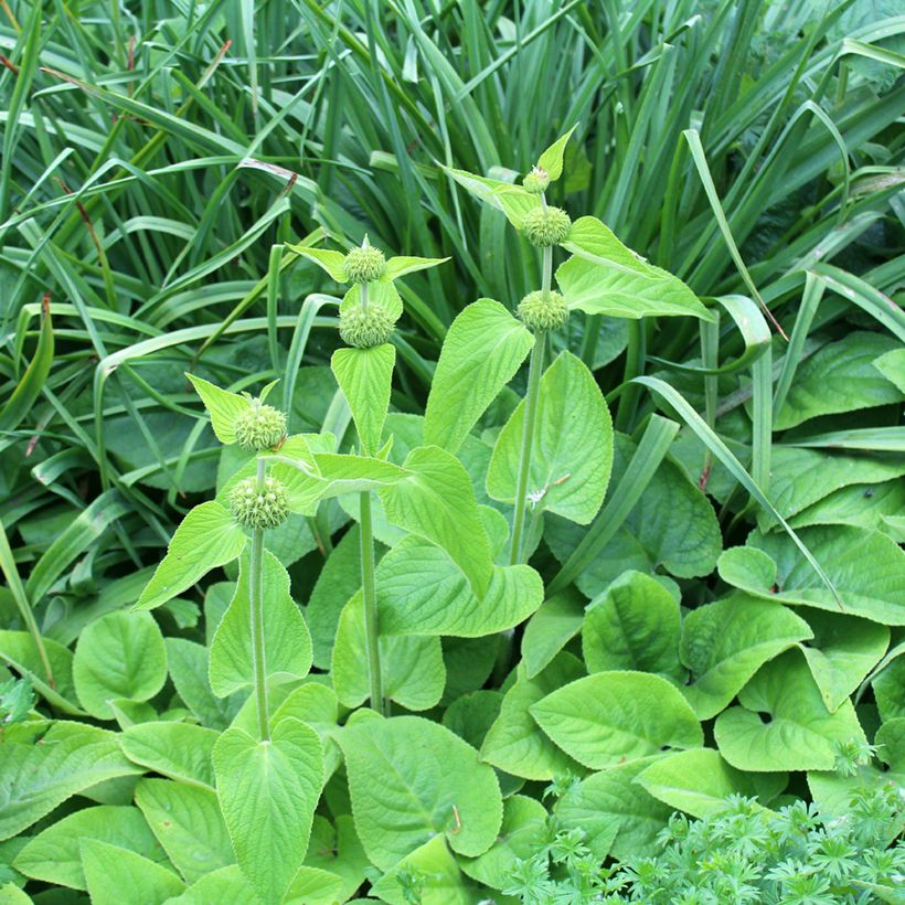 Phlomis russeliana - Jerusalem Sage (Plant habit)