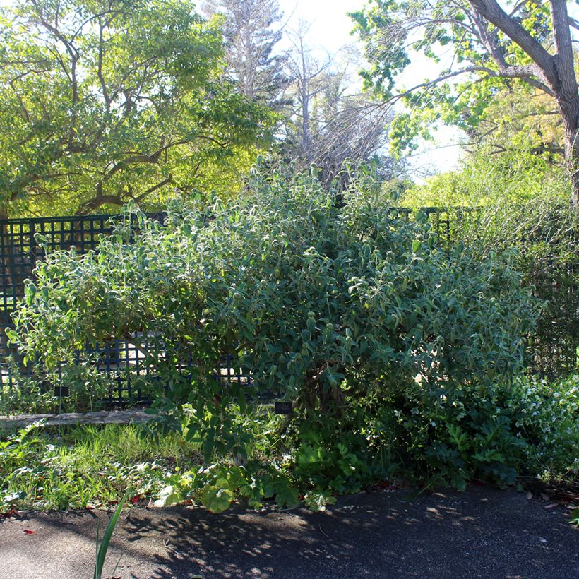 Phlomis fruticosa - Jerusalem Sage (Plant habit)