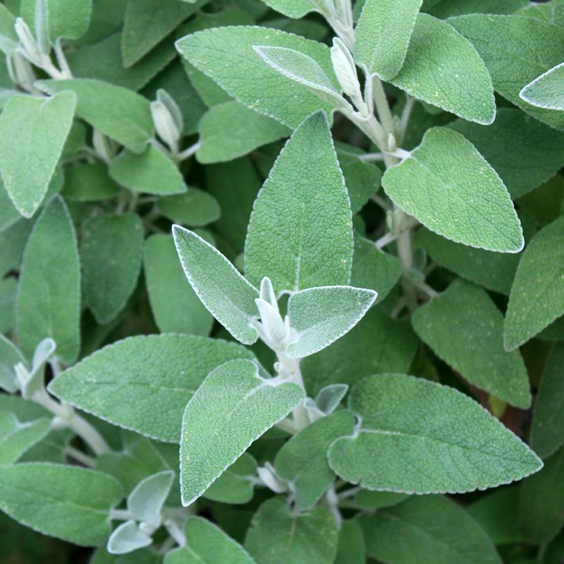 Phlomis purpurea (Foliage)