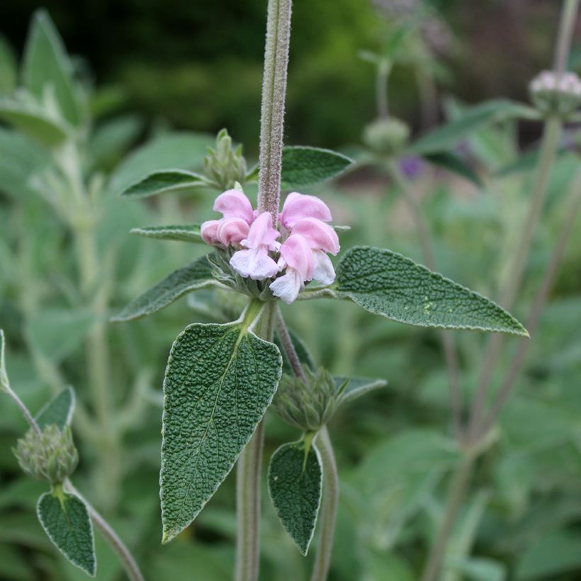 Phlomis purpurea (Flowering)