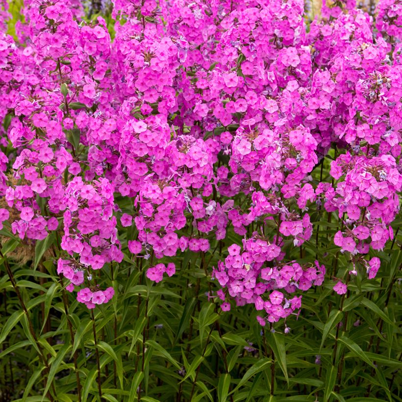 Phlox maculata Alpha (Plant habit)