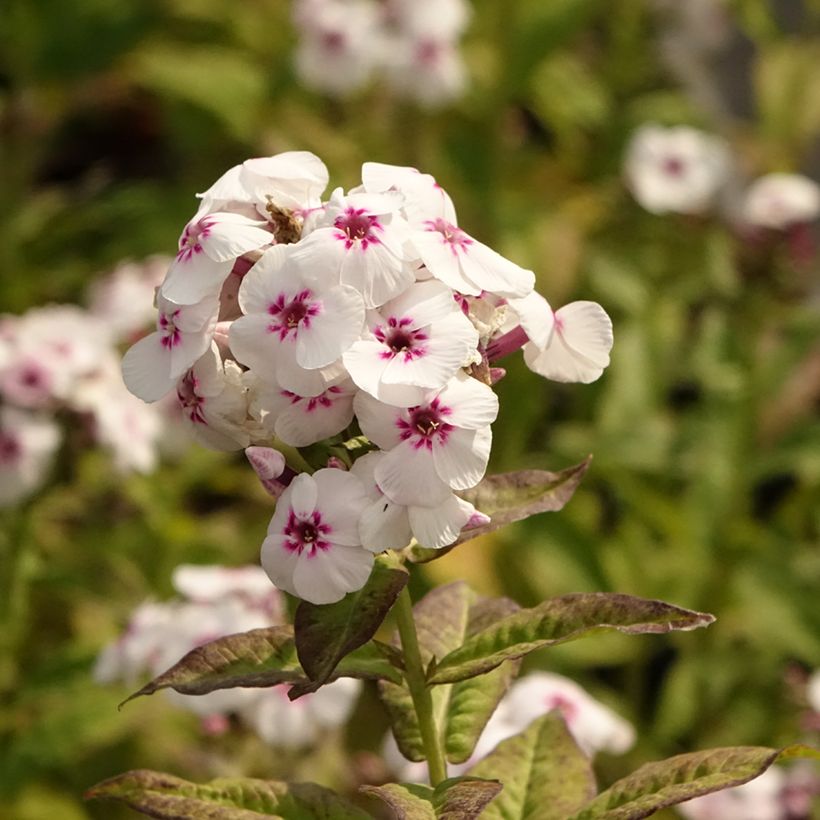 Phlox paniculata Mikes Favourite (Flowering)