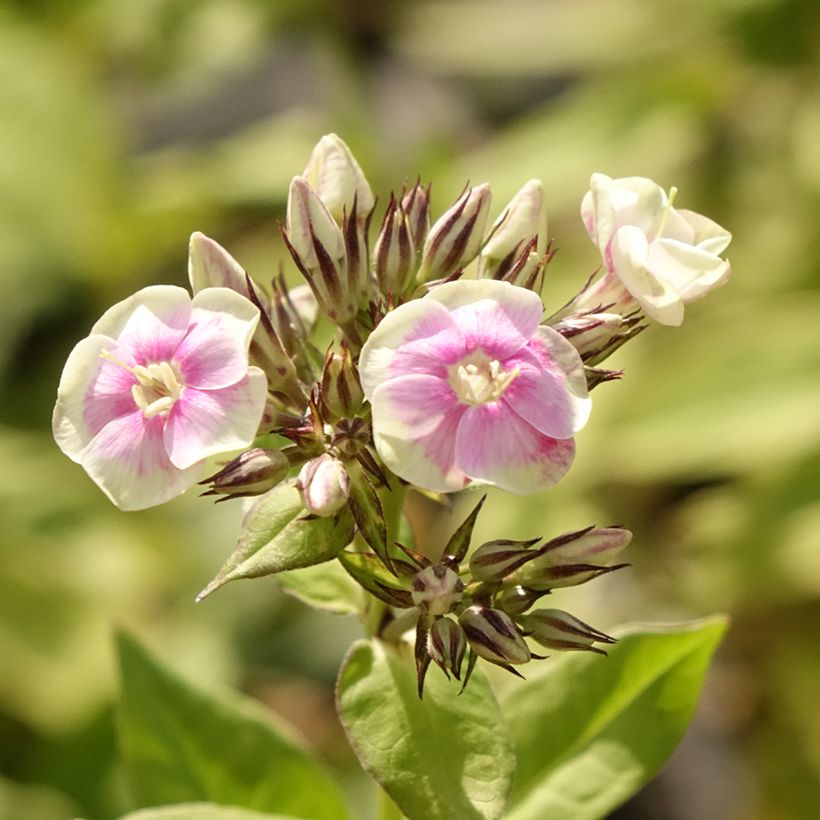 Phlox paniculata Mystic Green (Flowering)