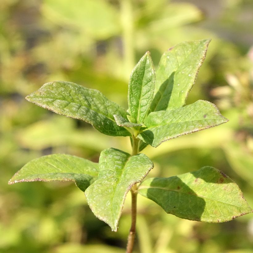 Phlox paniculata Stars and Stripes (Foliage)