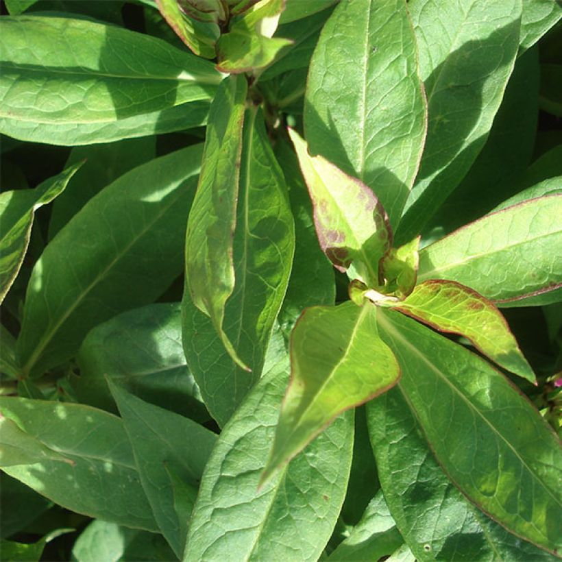 Phlox paniculata Tequila Sunrise (Foliage)