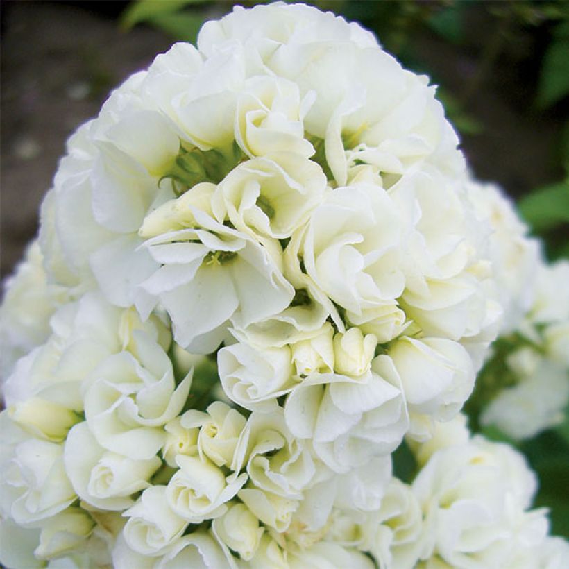 Phlox paniculata Tiara (Flowering)