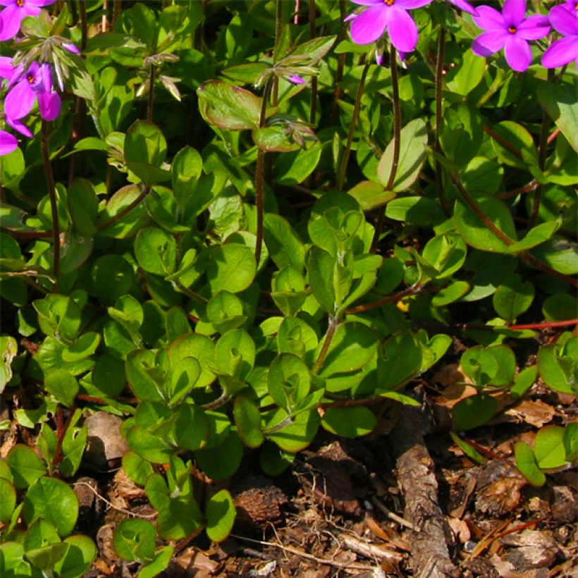 Phlox stolonifera Purpurea (Foliage)