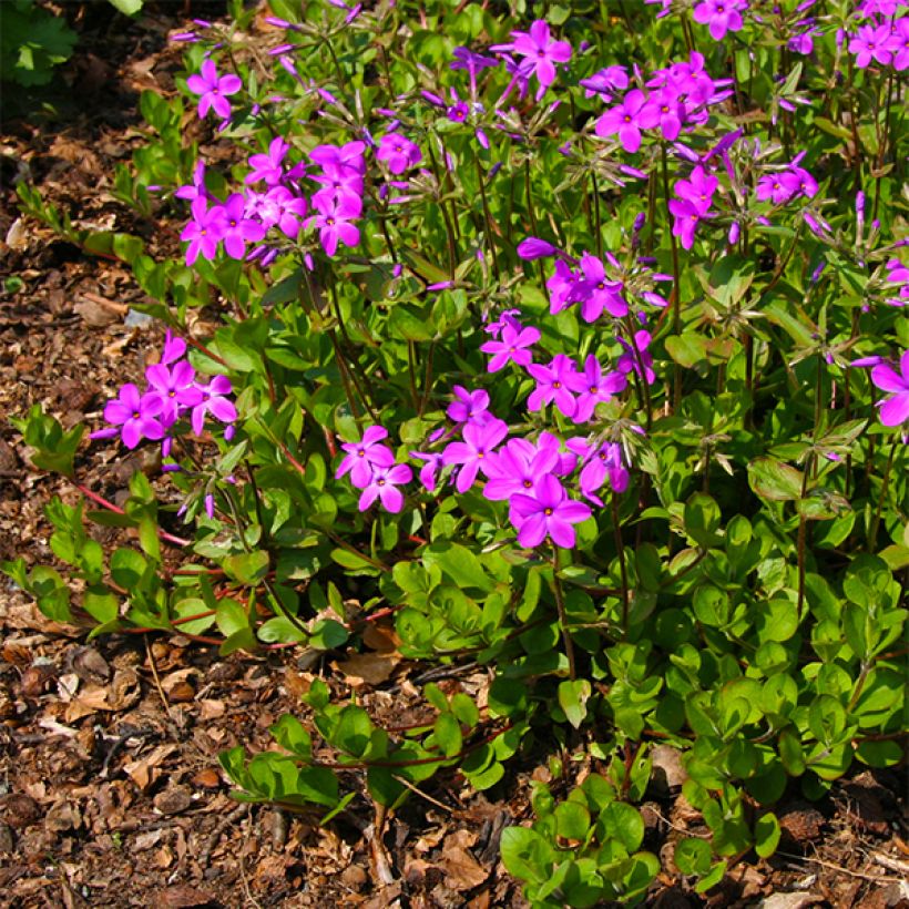 Phlox stolonifera Purpurea (Flowering)