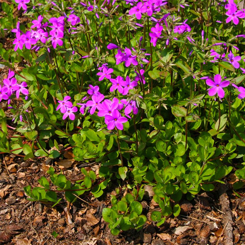 Phlox stolonifera Purpurea (Plant habit)