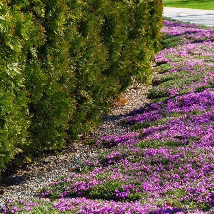 Phlox subulata McDaniels Cushion (Plant habit)