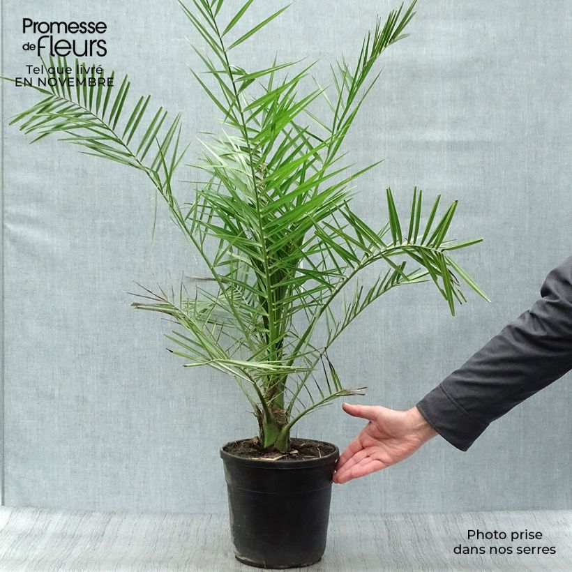 Phoenix canariensis - Palmier dattier des Canaries Pot de 6L/7L sample as delivered in autumn