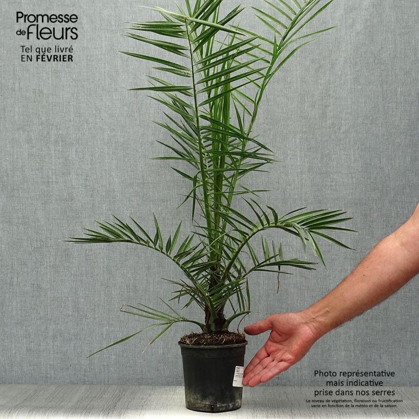 Phoenix canariensis - Palmier dattier des Canaries pot de 1,5L sample as delivered in autumn