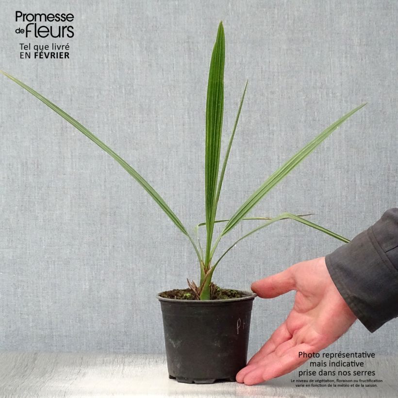 Phoenix dactylifera - Palmier-dattier en pot de 12 cm sample as delivered in winter