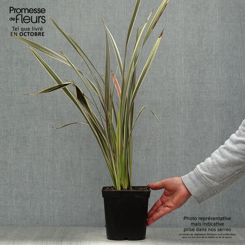 Phormium Alison Blackman - Lin de Nouvelle-Zélande Pot de 3L/4L sample as delivered in autumn