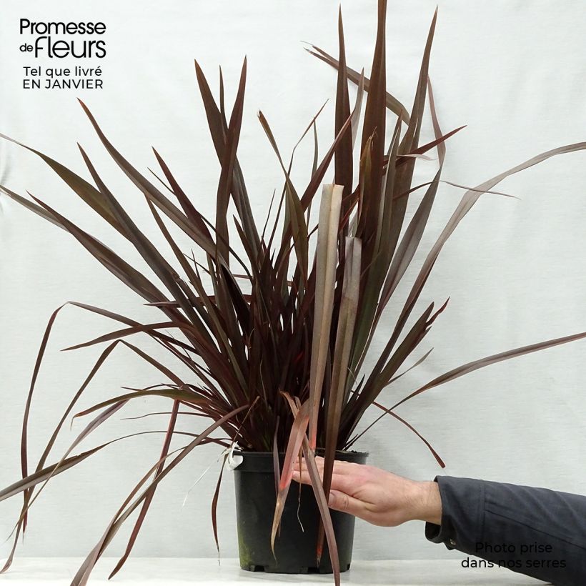 Phormium Dark Delight - Lin de Nouvelle-Zélande Pot de 4L/5L sample as delivered in winter