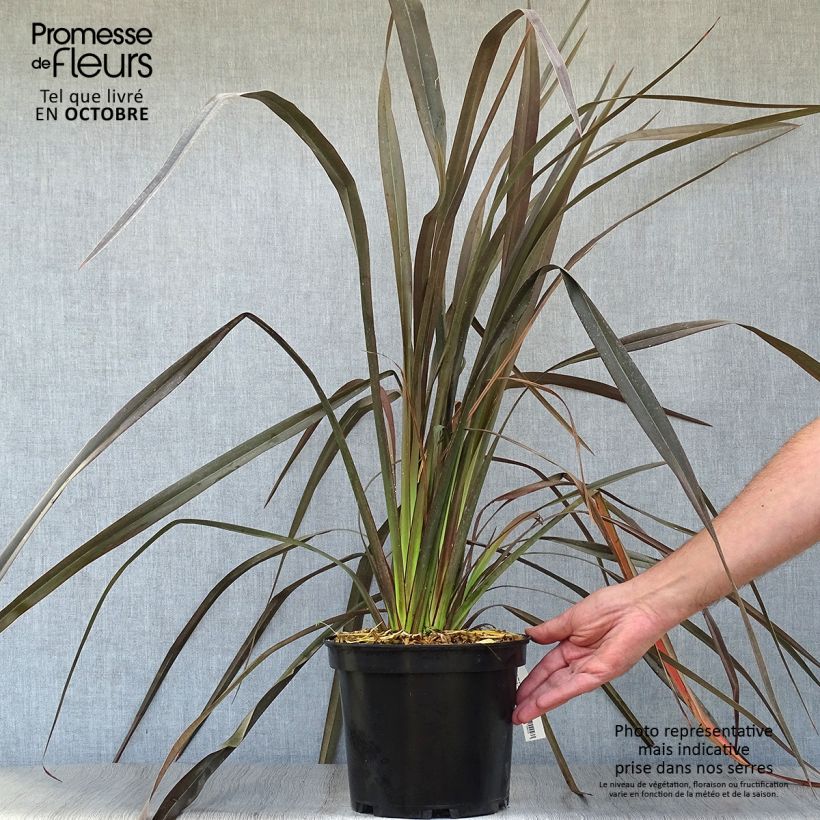 Phormium Dark Delight - Lin de Nouvelle-Zélande Pot de 4L/5L sample as delivered in autumn