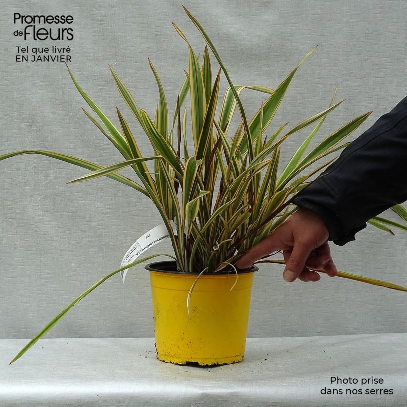 Phormium Golden Ray - Lin de Nouvelle-Zélande en pot de 2L/3L sample as delivered in winter