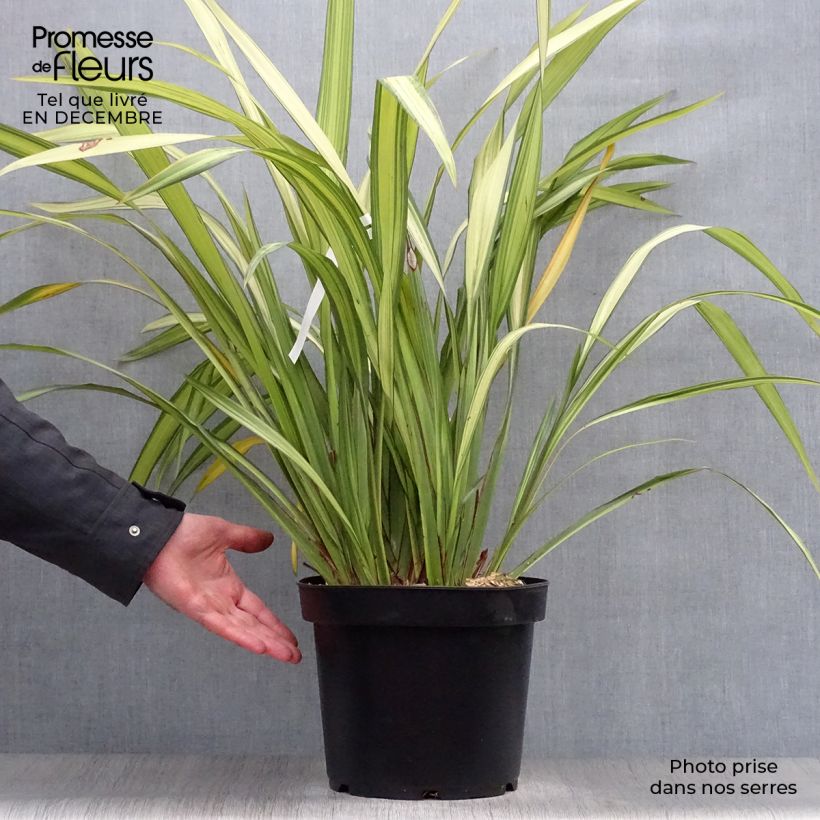 Phormium Golden Ray - Lin de Nouvelle-Zélande en pot de 7,5L/10L sample as delivered in winter