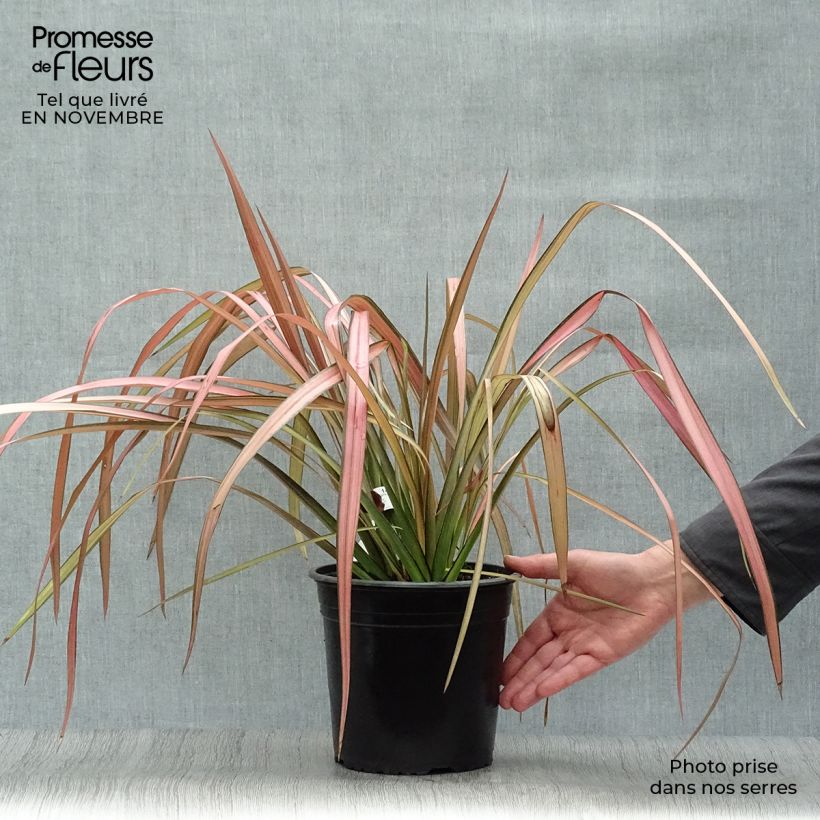 Phormium Rainbow Maiden - Lin de Nouvelle-Zélande en pot de 4L/5L sample as delivered in autumn