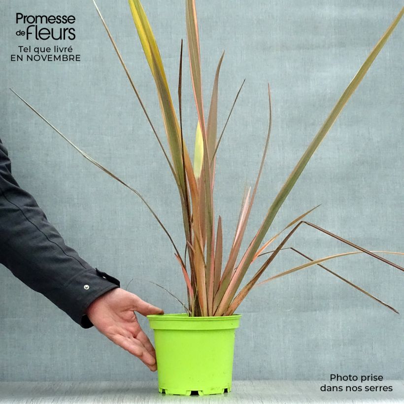 Phormium Rainbow Queen - Lin de Nouvelle-Zélande  sample as delivered in autumn