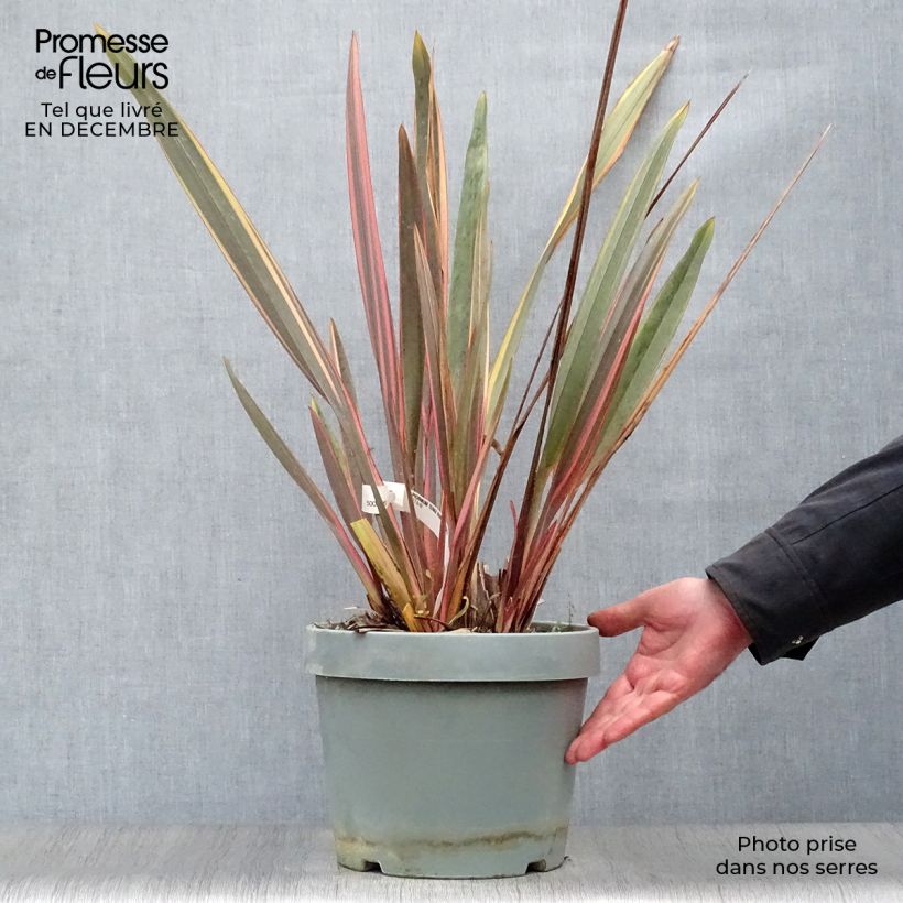 Phormium Rainbow Queen - Lin de Nouvelle-Zélande en pot de 7,5L/10L sample as delivered in winter