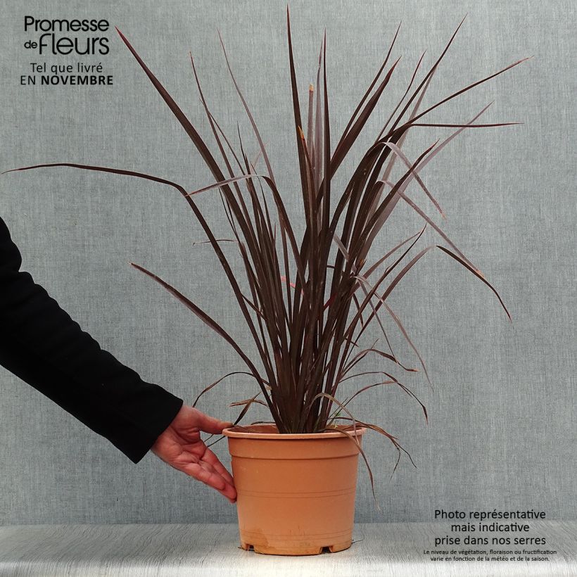 Phormium Special Red - Lin de Nouvelle-Zélande Pot de 4L/5L sample as delivered in autumn