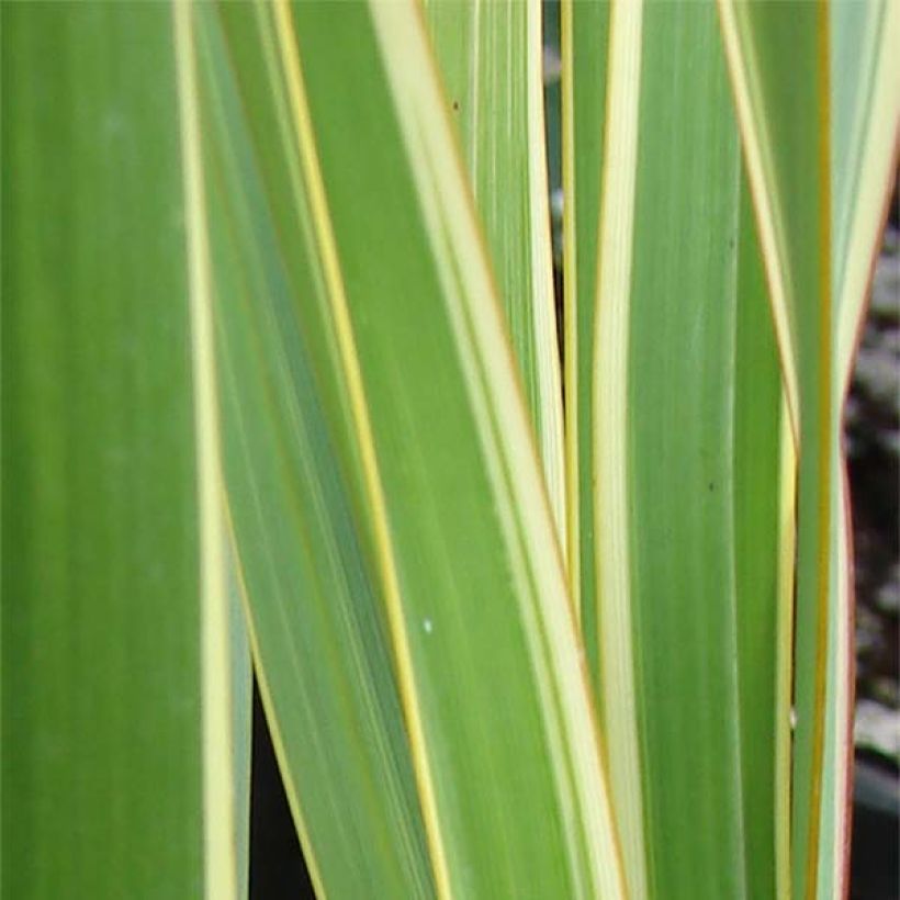 Phormium cookianum subsp. hookeri Tricolor (Foliage)