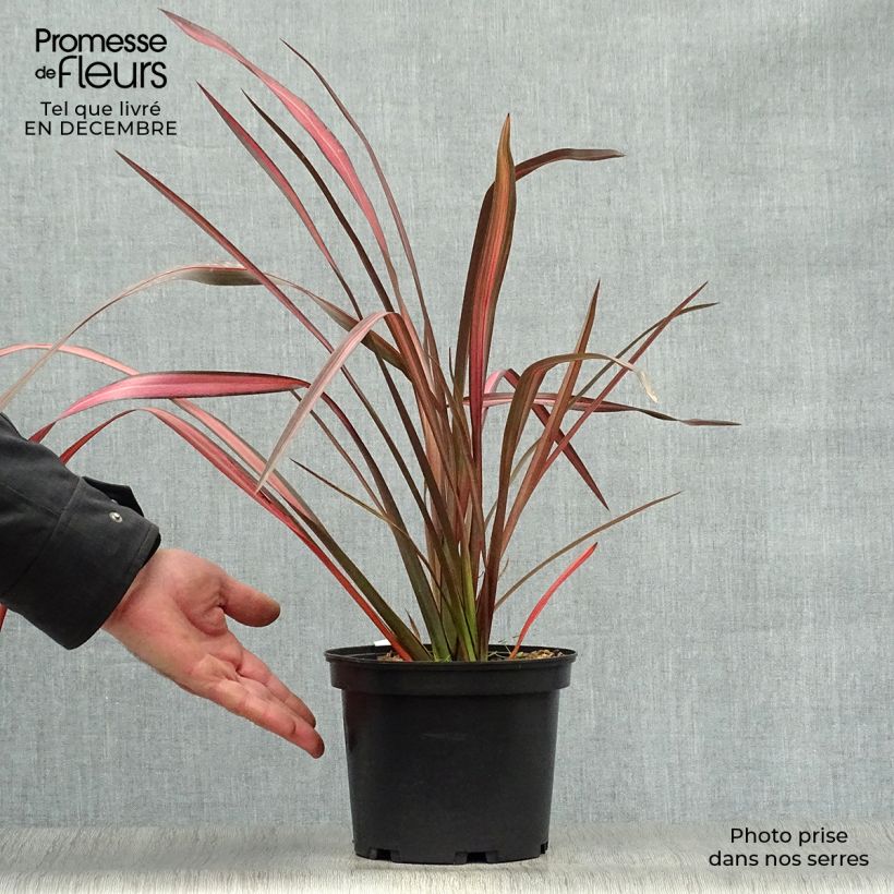 Phormium tenax Evening Glow - Lin de Nouvelle-Zélande en pot de 2L/3L sample as delivered in winter