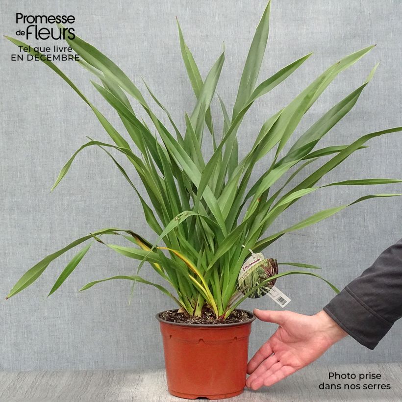 Phormium tenax - Lin de Nouvelle-Zélande pot de 2/3L sample as delivered in winter