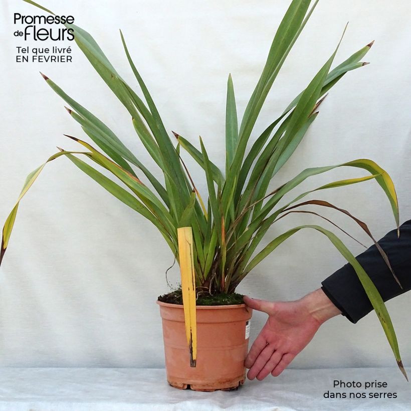 Phormium tenax - Lin de Nouvelle-Zélande pot de 4/5L sample as delivered in winter