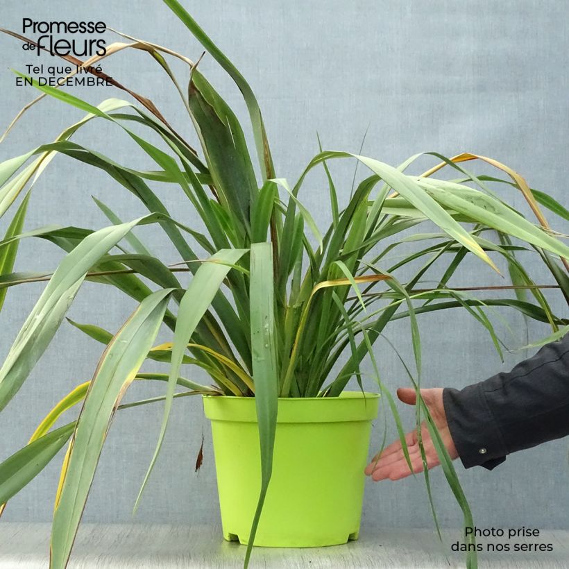 Phormium tenax - Lin de Nouvelle-Zélande pot de 8L sample as delivered in winter