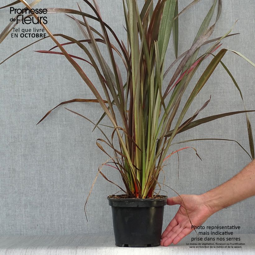 Phormium tenax Purpureum - Lin de Nouvelle-Zélande pot de 3L sample as delivered in autumn