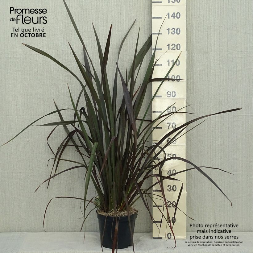 Phormium tenax Purpureum - Lin de Nouvelle-Zélande pot de 8L sample as delivered in autumn