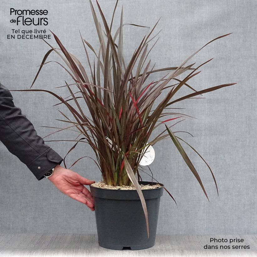 Phormium tenax Purpureum - Lin de Nouvelle-Zélande pot de 8L sample as delivered in winter