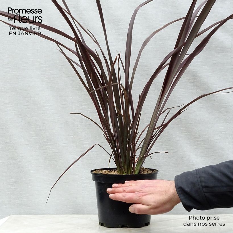 Phormium tenax Purpureum - Lin de Nouvelle-Zélande pot de 3L sample as delivered in winter