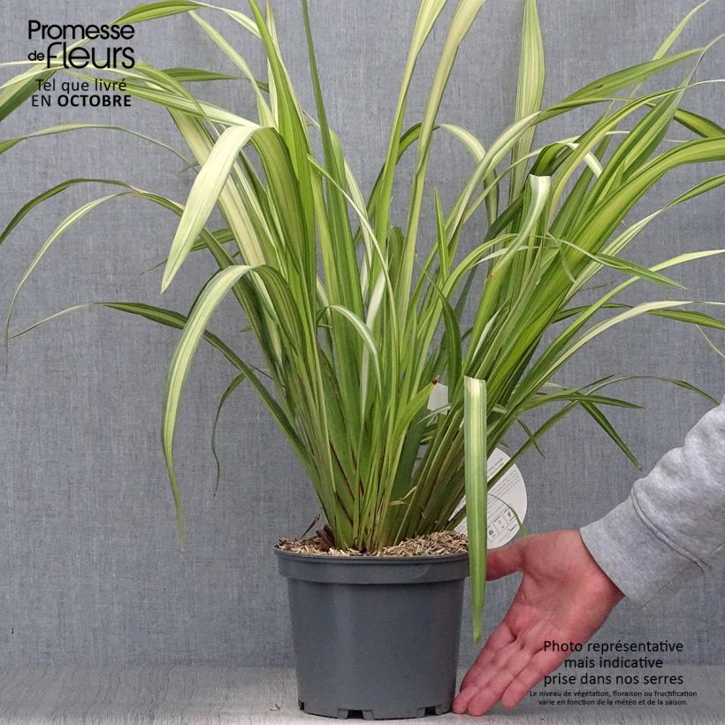 Phormium tenax Yellow Wave - Lin de Nouvelle-Zélande  sample as delivered in autumn