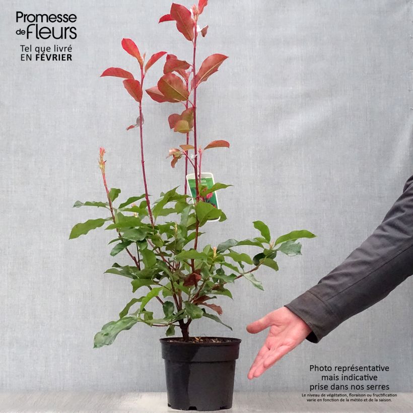 Photinia fraseri Camilvy 50cm en pot de 2L/3L sample as delivered in winter