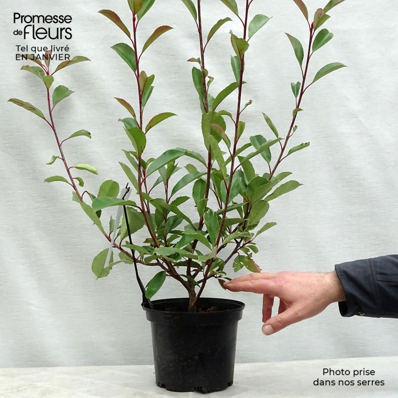 Photinia fraseri Louise Pot de 2L/3L sample as delivered in winter