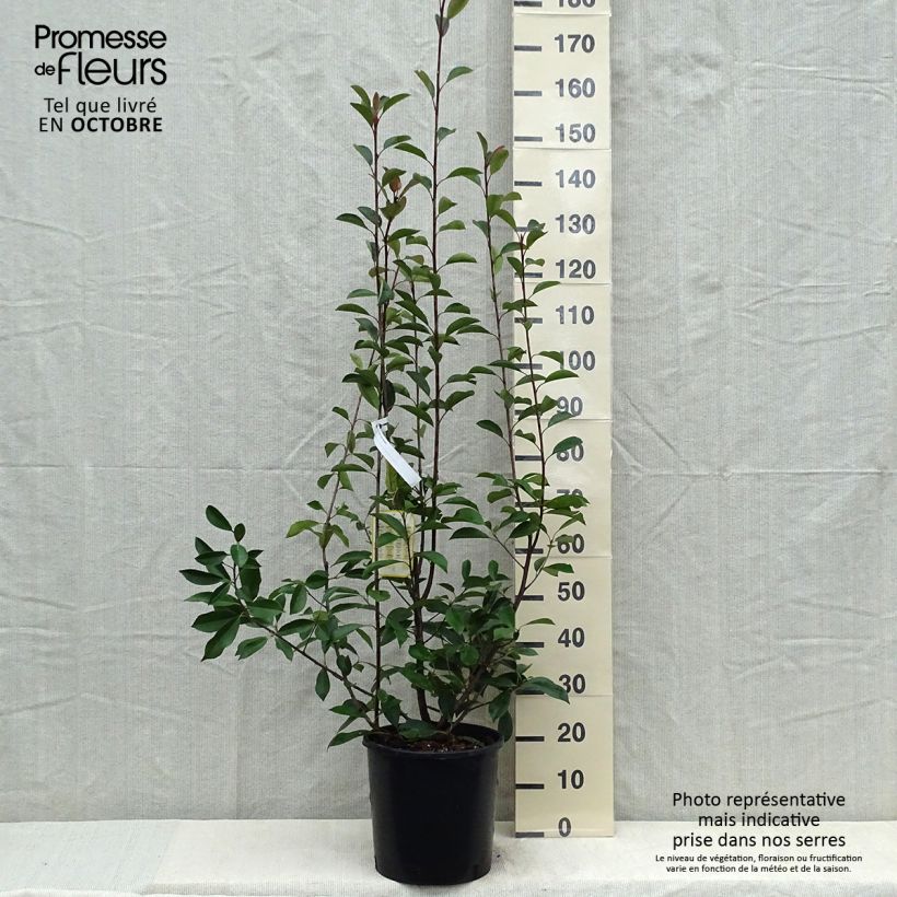 Photinia fraseri Red Robin 100/125cm en pot de 12L sample as delivered in autumn