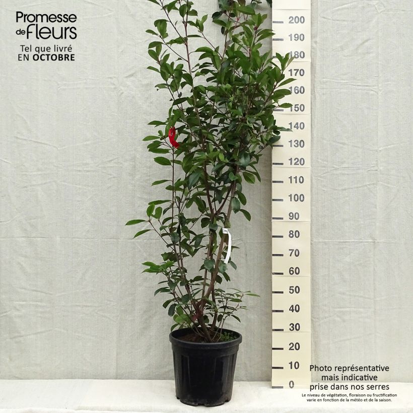 Photinia fraseri Red Robin 150/175cm en pot de 20/25L sample as delivered in autumn