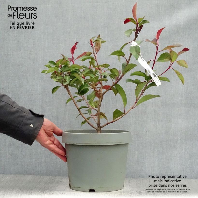 Photinia fraseri Red Robin 80/100cm en pot de 7.5L sample as delivered in winter