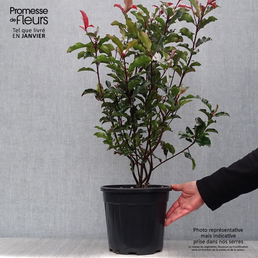 Photinia x fraseri Magical Volcano en pot de 7,5L/10L sample as delivered in winter